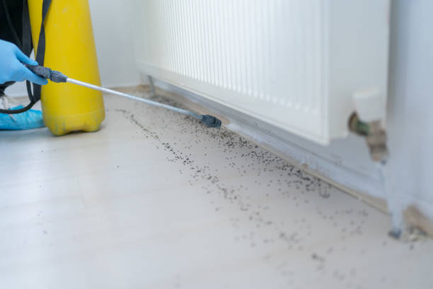 Best Exterminator Services  in Elmont, NY